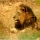 It's  a pic of a lion in nandankanan forest reserve ,odissa , india . 